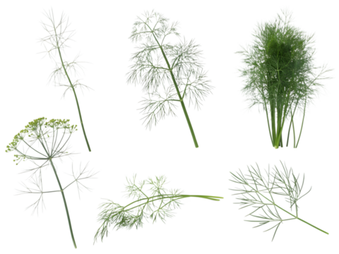 Delicate green herb sprigs with feathery leaves isolated on a transparent background dill plant