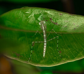 insect macro photography 