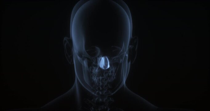 Dilator naris muscle in human body. X Ray. Loop