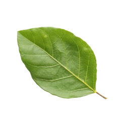 Obraz premium Close-up of a single, vibrant green leaf