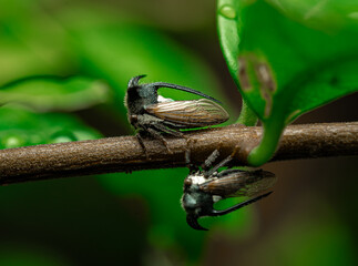 insect macro photography 