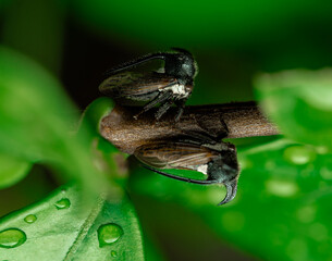 insect macro photography 