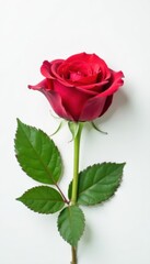 Fototapeta premium Single red rose, pristine white backdrop, vibrant green leaf , stem, nature, beauty