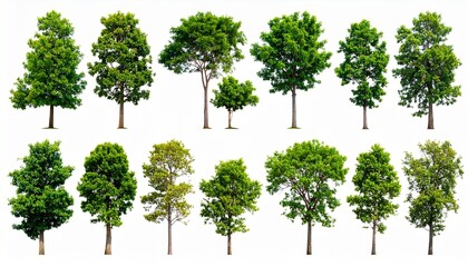 Diverse collection of lush green trees showcasing a variety of shapes and sizes, Perfect for adding a touch of nature to any project