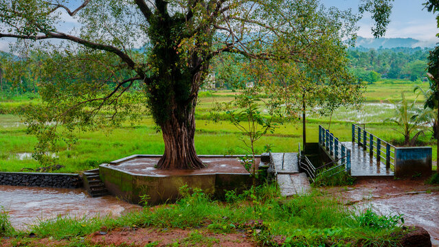 Traditional Banyan Tree with a Resting Platform Overlooking Green Paddy Fields Near Thirumandhamkunnu Temple, Malappuram, Kerala