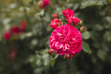 Obraz premium Close up of a big red rose flower in the garden