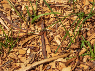 Wood Chips and Green Grass Textured Ground Covering