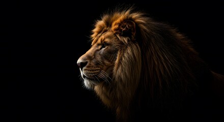 Majestic Lion's Profile: Intense Gaze in Dramatic Black Background Lighting