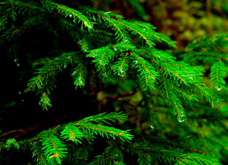 fir tree branches