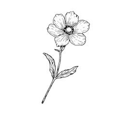 Spring flowers with petals and leaves, black and white sketch. Vector illustration. Meadow flowers, isolated on white background. For invitations, cards for wedding, Valentine's Day and birthday