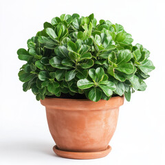 Fototapeta premium Lush green plant with glossy leaves sits in classic terracotta pot, creating fresh and vibrant atmosphere. plant dense foliage adds touch of nature to any indoor or outdoor space