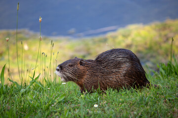 Nutria am Seeufer bei natürlichem Lebensraum
