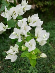 White flowers