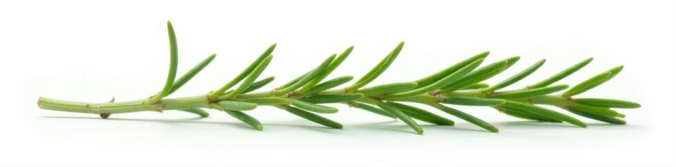 Obraz premium Single rosemary sprig, vibrant green, isolated on pure white , wellness, botanical, photo