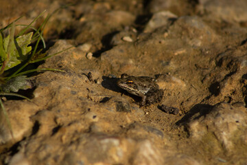 Solitary Frog on the stone in Golden Light