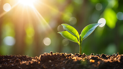 Young green plant growing in soil with sunlight seedling leaves