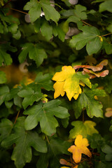 Mixed green and yellow leaves on a tree branch in early autumn.