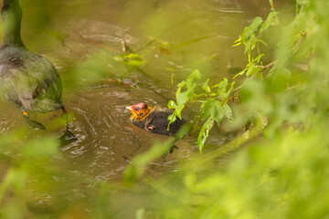 Obraz premium Eurasian coot