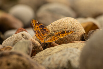 Apatura ilia