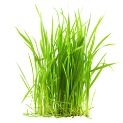 Naklejka premium Lush green grass tuft against black background