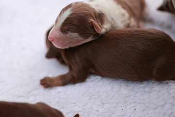 A group of puppies are laying on a white blanket