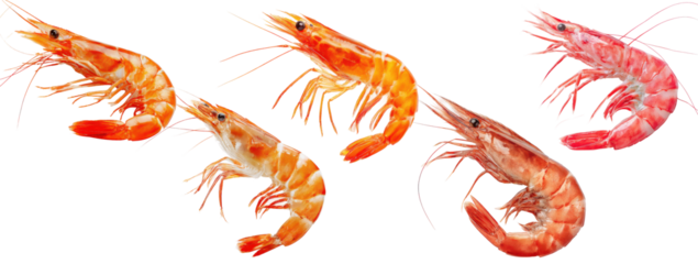 Cooked and raw shrimp or prawns