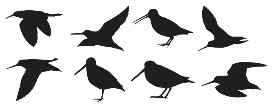 snipe birds silhouettes
