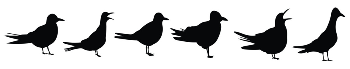 sterns bird silhouette illustration set