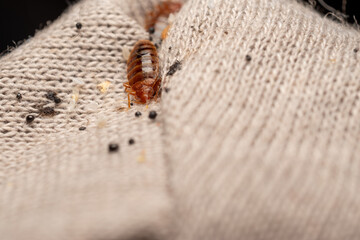 Bed bugs hiding in Corner seam of Matress protector
