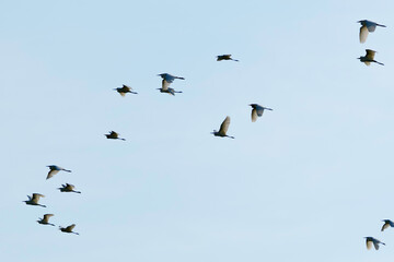 Flock of egrets flying in the blue sky