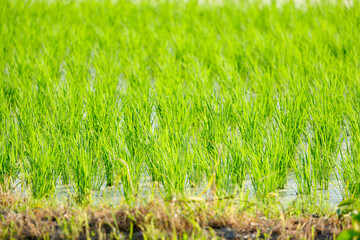 landscape of rice plants growing in summer rice fields