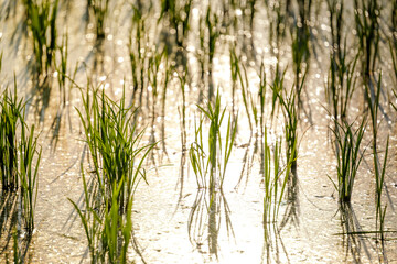 Rice fields at dusk, beautiful sunlight, summer scenery
