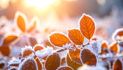 Frosty sunrise illuminates orange-brown leaves