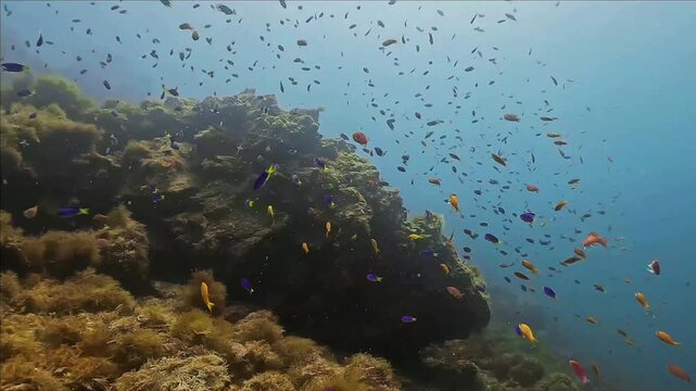 Colorful school of fish in Izu