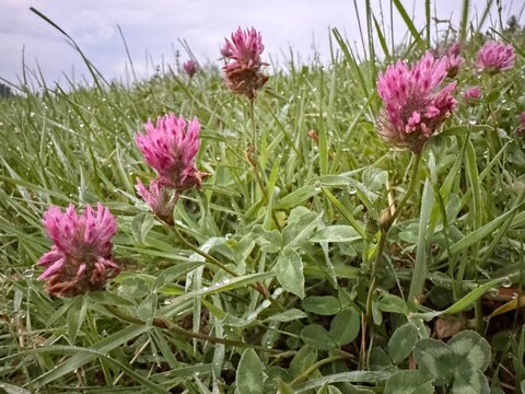 Field of pink flowers with dew on them