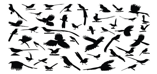 set of silhouette illustrations of magpie bird species