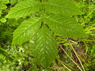 Leaf is wet and green