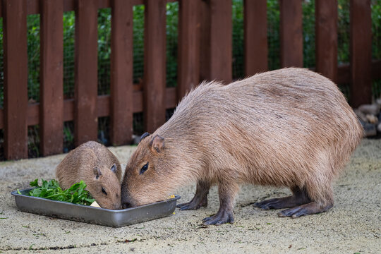 a group of capybara eating grass in the zoo