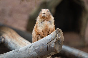 closeup of marmot standing on the wood