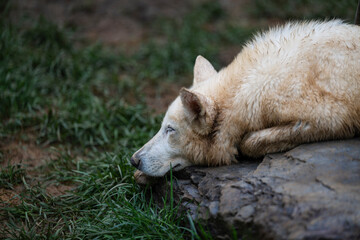 portrait of a white wolf © laolin