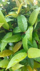 green leaves on the ground