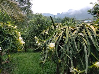 Obraz premium Dragon fruit tree