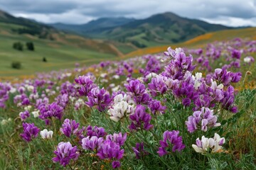 Obraz premium Rolling hills with vibrant purple and white wildflowers in foreground. Great image to illustrate spring, bloom, environment, or natural beauty.