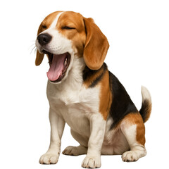 isolated transparent A Beagle dog is yawning on White Background PNG die-cut for advertising, beagle dog yawning cute pet, Realistic Beagle Dog Portraits with Emotion 