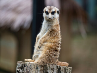 meerkat on guard