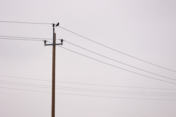 A power line pole with a bird perched on it
