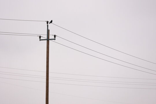 A power line pole with a bird perched on it