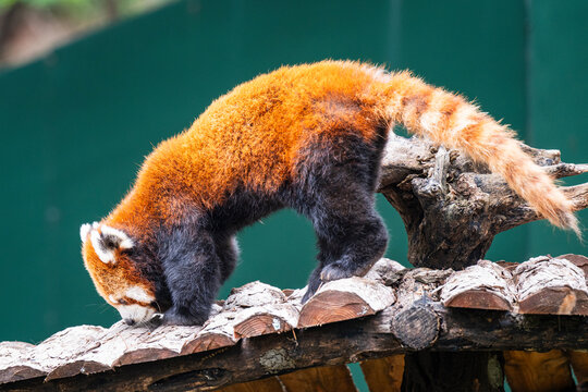 red panda in the zoo - Powered by Adobe
