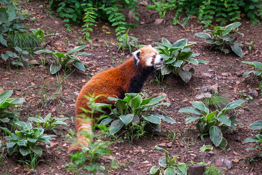 red panda in the zoo