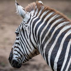Naklejka premium portrait of a zebra